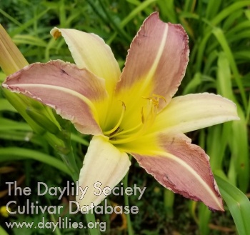 Daylily Captain Russell