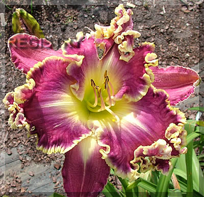 Daylily Carol Sue