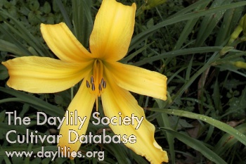 Daylily Carolicolossal