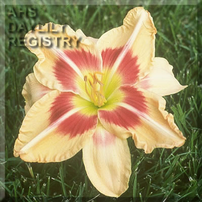 Daylily Carolina Flying Poly Possum