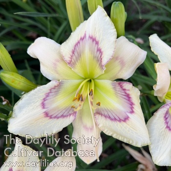 Daylily Catch the Mystery