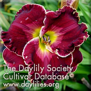 Daylily Celestial Empire