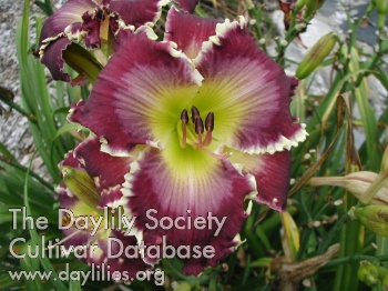 Daylily Chained in the Abyss