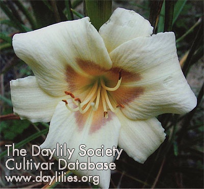 Daylily Cheerful Eyes