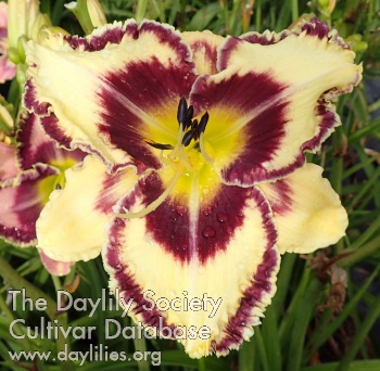 Daylily Cherry French Vanilla