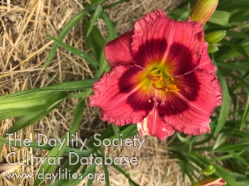 Daylily Cherry Disposition