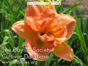 Daylily Chesapeake Bay Sunset