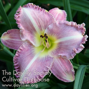 Daylily Chill Factor