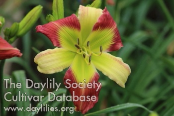Daylily Christmas Bow Tie