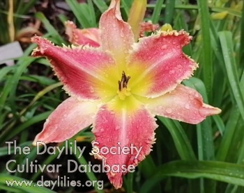 Daylily Chudo Zamorskoe