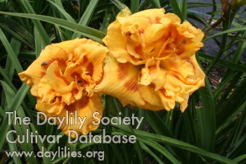 Daylily Circus Truffle