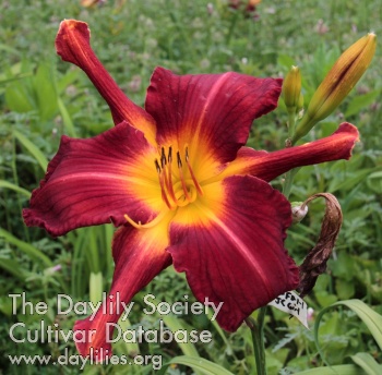 Daylily Clarence M. Ford/Bep