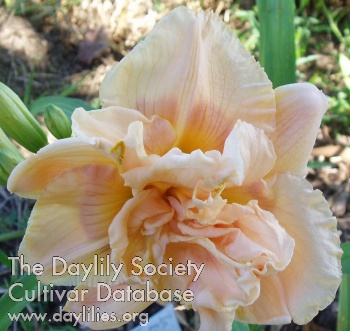 Daylily Clary's Double Delight