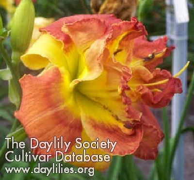 Daylily Clearly a Thrill