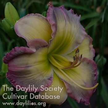 Daylily Coat of Many Colors