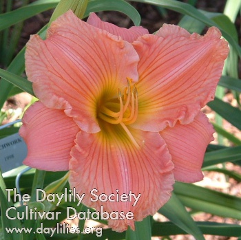 Daylily Color Me Happy