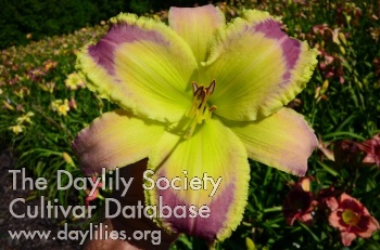 Daylily Completely Frosted