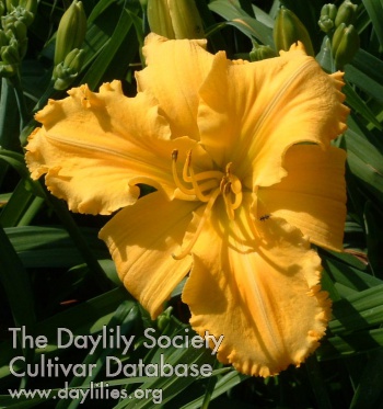 Daylily Concrete Blonde