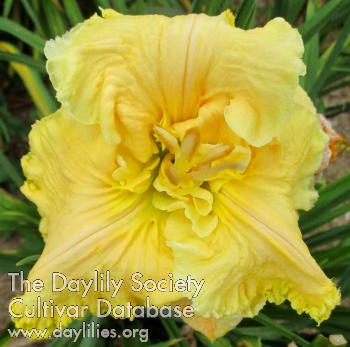 Daylily Conjoncture