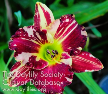 Daylily Cosmos Chaos