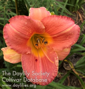 Daylily Country Uncle