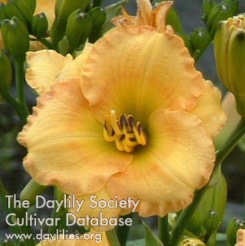 Daylily Coyote Moon