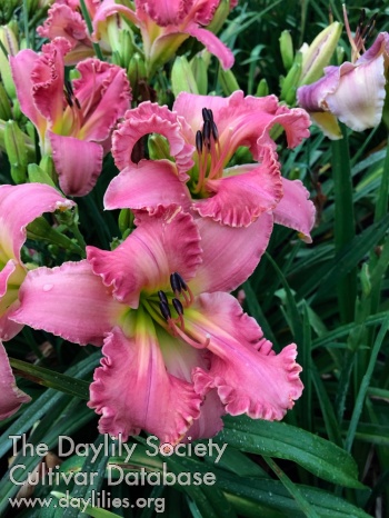 Daylily Crintonic Jazz Hands