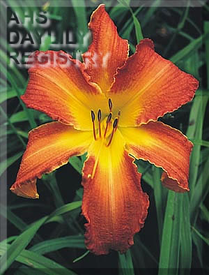 Daylily Curious George