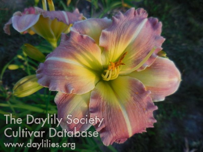 Daylily Currie's Mystic Mauve