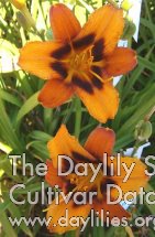 Daylily Currypeppers