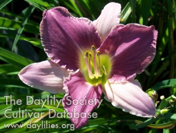 Daylily Chautauqua Passion