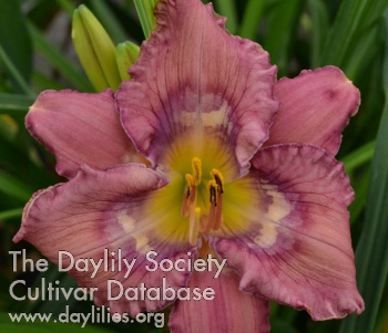 Daylily City of Echoes