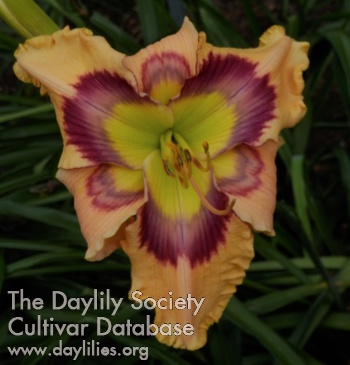 Daylily Color Crayons