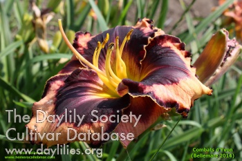 Daylily Combats d'Yvon