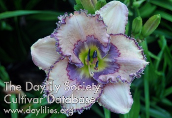 Daylily Cowboy Blues