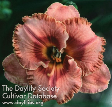Daylily Defining Beauty