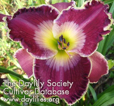 Daylily Drag Queen