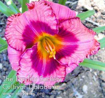 Daylily Daddy's Sweet Candy