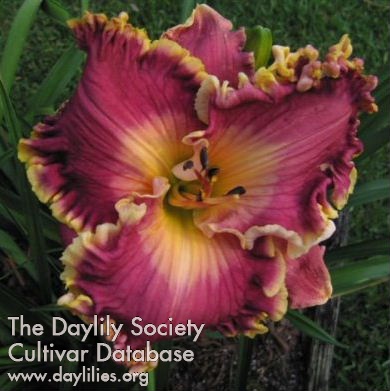 Daylily Dance Bojangles Dance