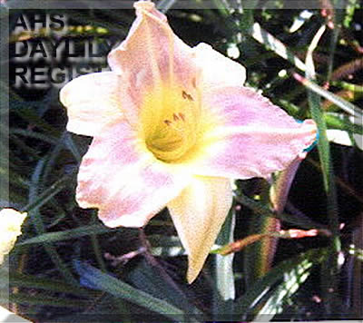 Daylily Daniel's Delight