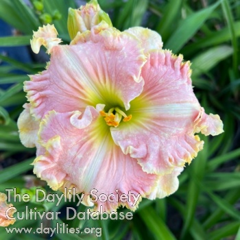 Daylily Darby Belle