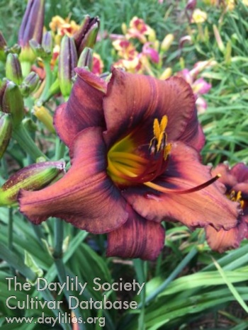 Daylily Dare to Be Different