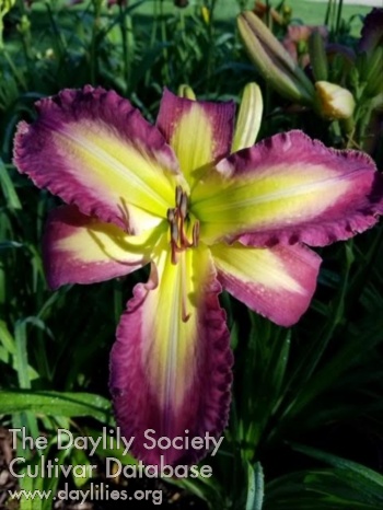 Daylily Davi's Gift