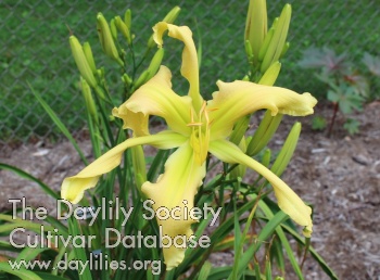 Daylily Day Song