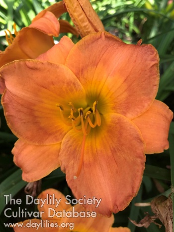 Daylily Days of Olde