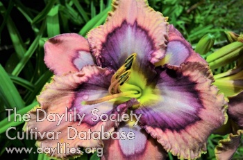 Daylily Dazzling Candy