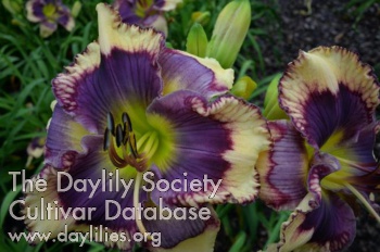 Daylily Desired Effect