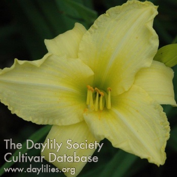 Daylily Dewy Fresh