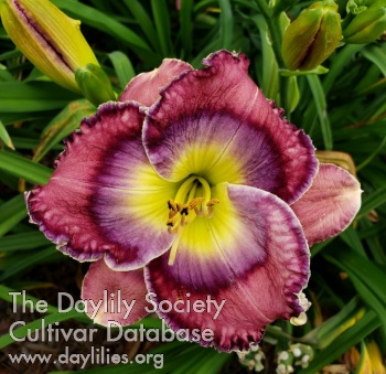 Daylily Don't Call Me Baby