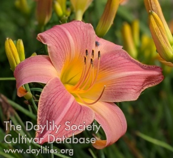 Daylily Doris Carey